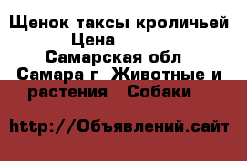 Щенок таксы кроличьей › Цена ­ 5 000 - Самарская обл., Самара г. Животные и растения » Собаки   